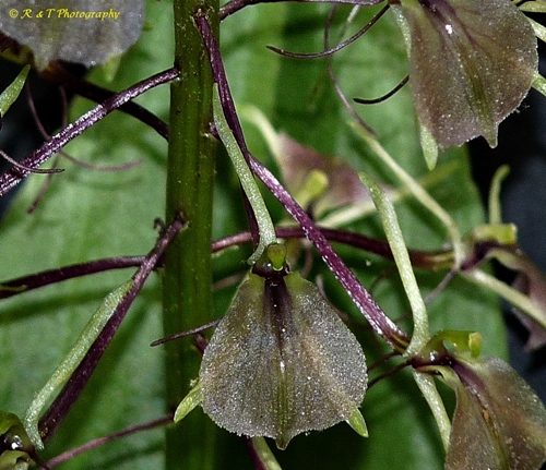 {Liparis liliifolia}